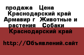 продажа › Цена ­ 1 500 - Краснодарский край, Армавир г. Животные и растения » Собаки   . Краснодарский край